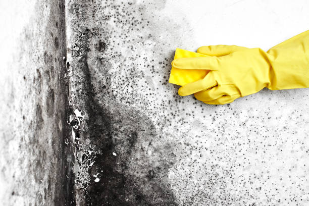 Sea Breeze, NC Mold Removal Company