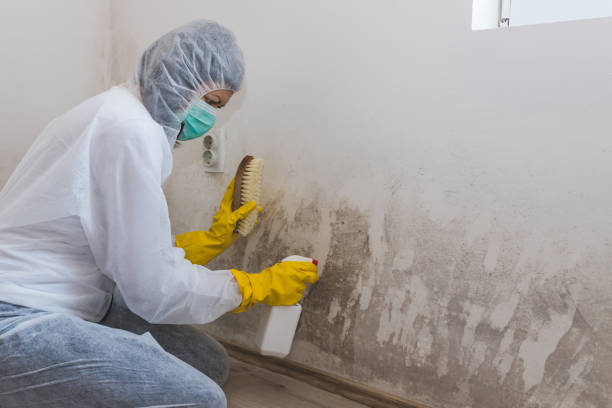 Best Local Mold Removal Service  in Sea Breeze, NC