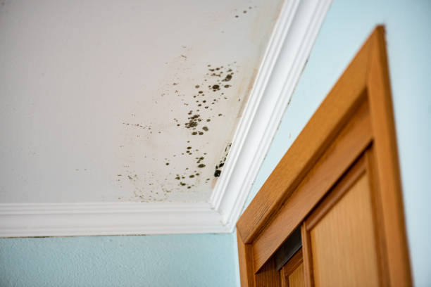 Best Home Mold Removal  in Sea Breeze, NC
