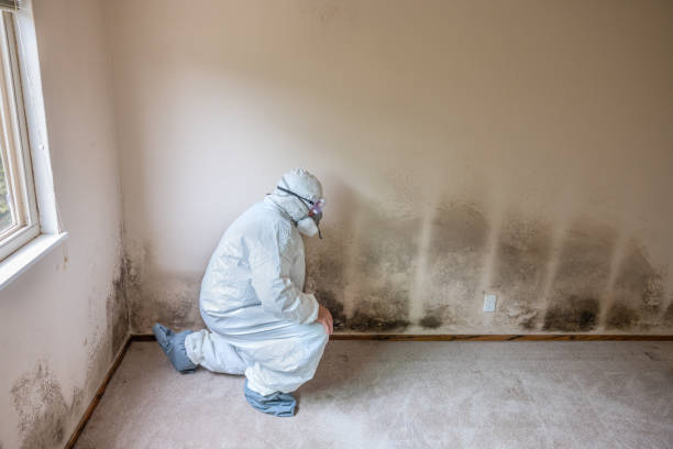 Best Office Mold Removal Services  in Sea Breeze, NC