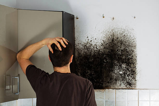 Best Black Mold Removal  in Sea Breeze, NC